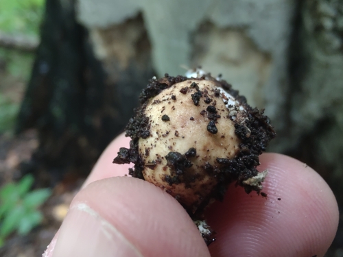 Geastrum (Photo 2 of 13)