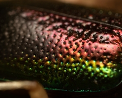 Tetracha carolina