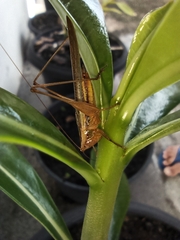 Conocephalus goianus