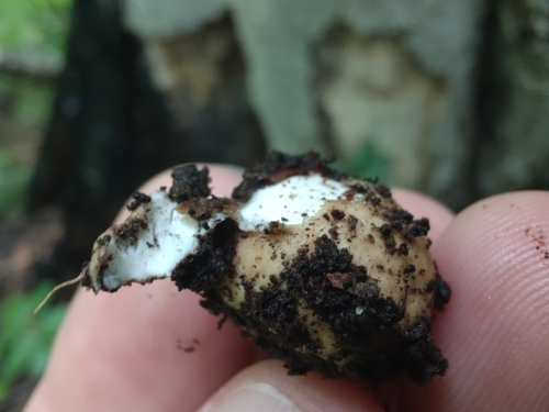 Geastrum (Photo 3 of 13)