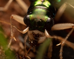 Tetracha carolina