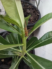 Conocephalus goianus