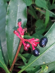 Rauvolfia serpentina