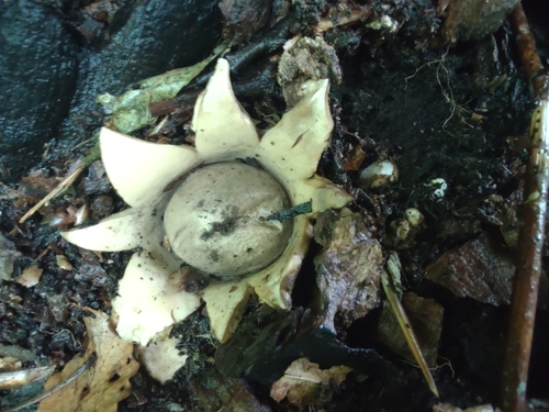 Geastrum (Photo 4 of 13)