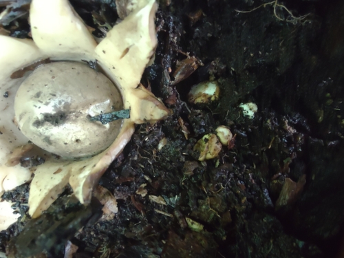 Geastrum (Photo 5 of 13)