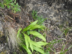 Allium ovalifolium