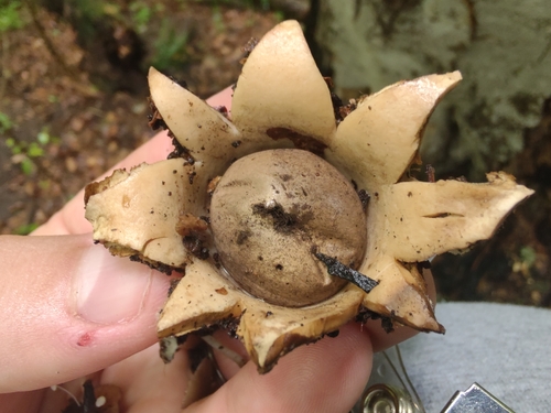 Geastrum (Photo 6 of 13)