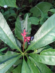 Rauvolfia serpentina