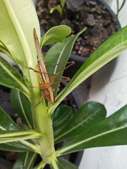 Conocephalus goianus