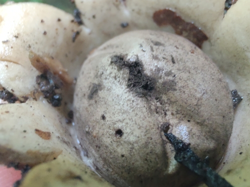 Geastrum (Photo 7 of 13)