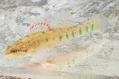 Etheostoma gracile
