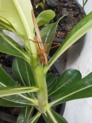 Conocephalus goianus