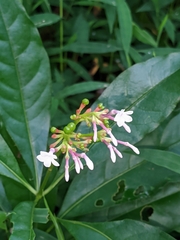 Rauvolfia serpentina