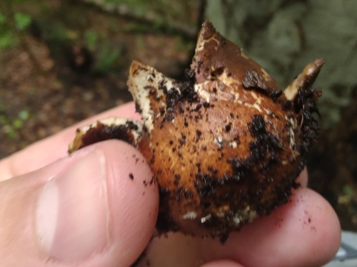 Geastrum (Photo 8 of 13)