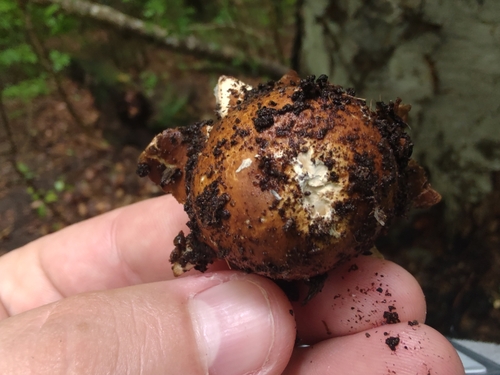 Geastrum (Photo 9 of 13)