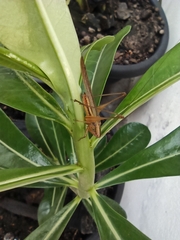 Conocephalus goianus