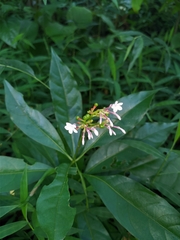 Rauvolfia serpentina