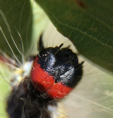 Acronicta radcliffei