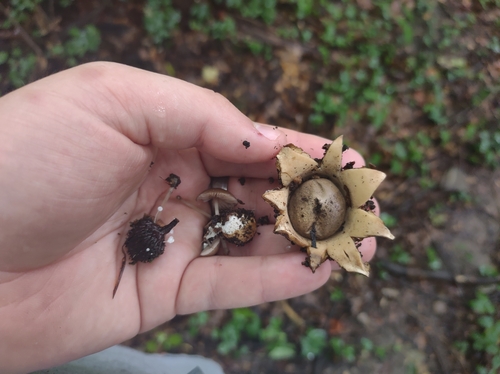 Geastrum (Photo 12 of 13)
