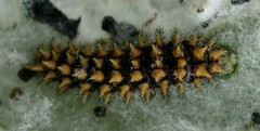 Melitaea trivia