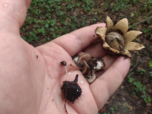 Geastrum (Photo 13 of 13)