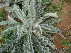 Verbascum qulebicum