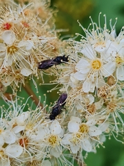 Hylaeus communis