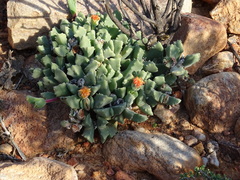 Odontophorus marlothii