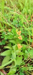 Murdannia versicolor