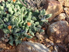Odontophorus marlothii