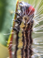 Acronicta radcliffei