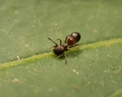 Peckhamia