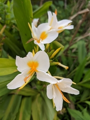 Hedychium flavescens