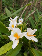 Hedychium flavescens