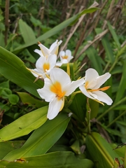 Hedychium flavescens