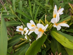Hedychium flavescens