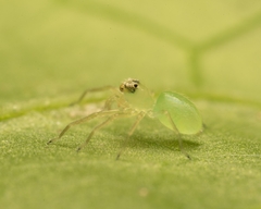 Lyssomanes viridis