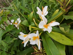 Hedychium flavescens