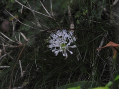Allium hookeri