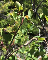Acronicta radcliffei