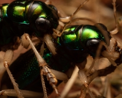 Tetracha carolina