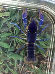 Procambarus holifieldi