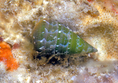 Jujubinus polychroma