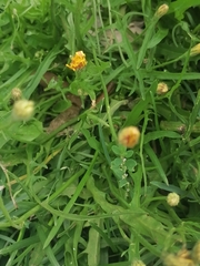Scorzoneroides autumnalis