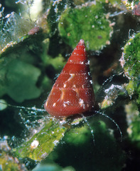 Jujubinus polychroma