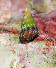 Jujubinus polychroma