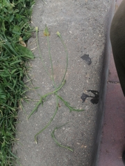 Scorzoneroides autumnalis