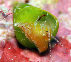 Jujubinus polychroma