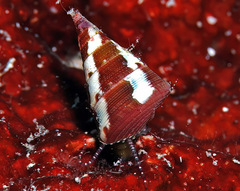 Jujubinus polychroma