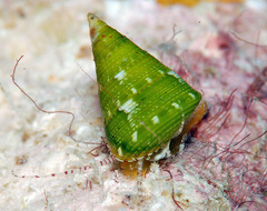 Jujubinus polychroma